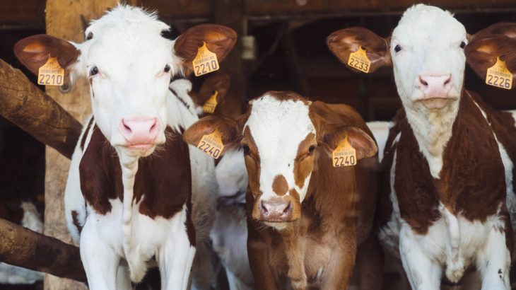 Brosses à vache