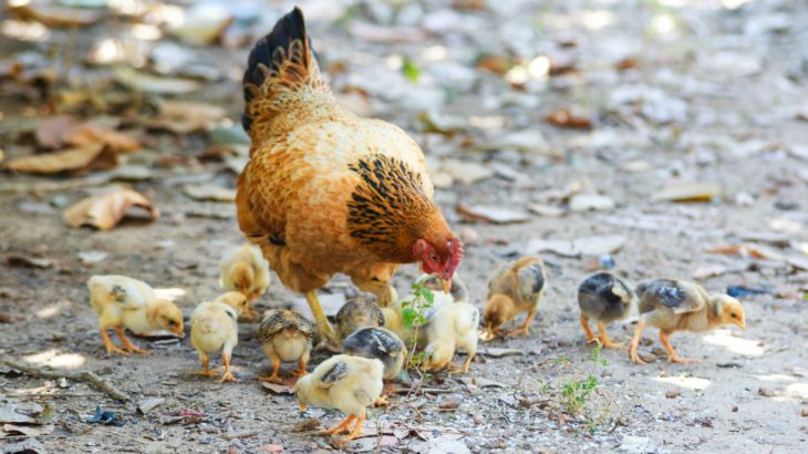 Elevage poule pondeuse