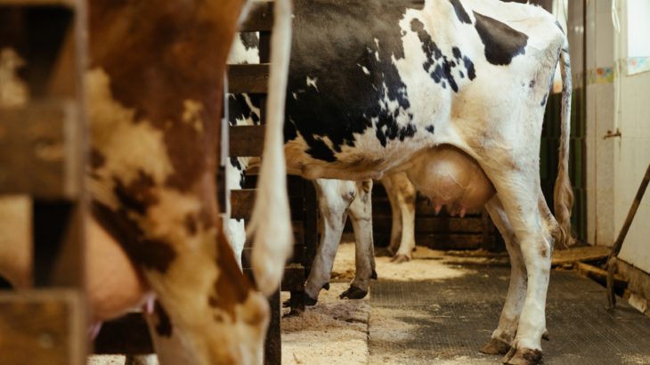 Vache laitière élevage