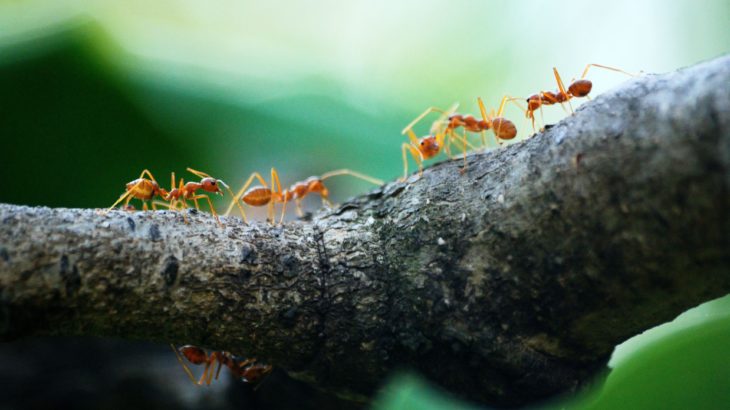 Se débarrasser des insectes