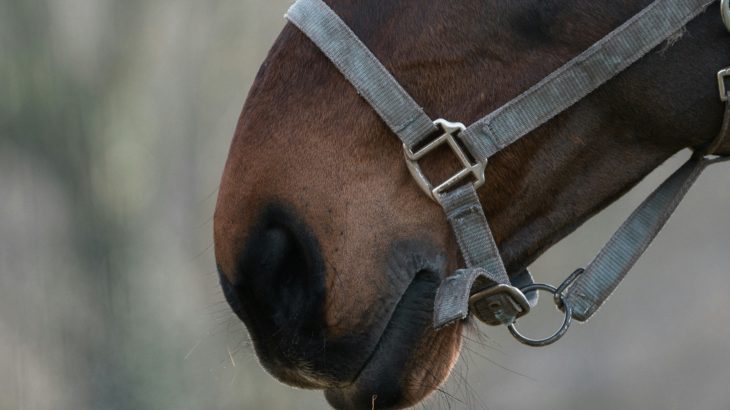 Mangeoires pour chevaux