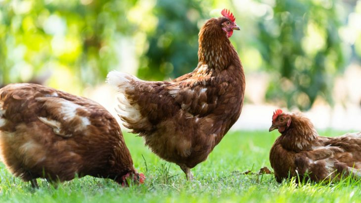 élevage de poules pondeuses