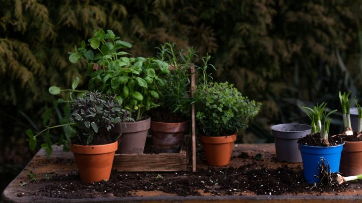 Herbes aromatiques
