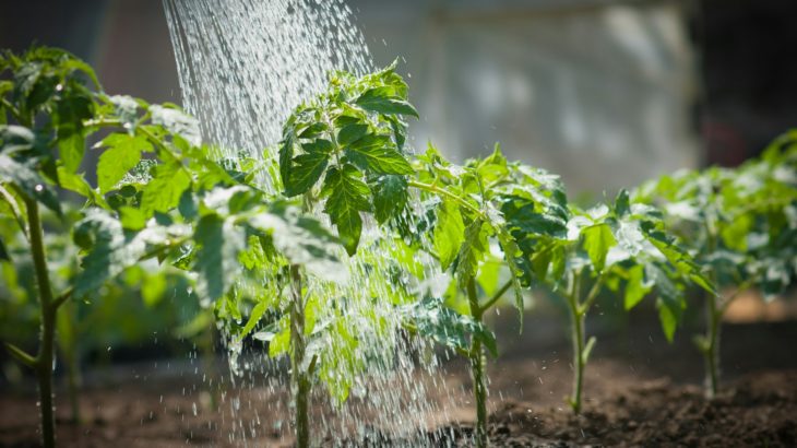 Système irrigation jardin