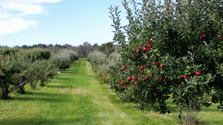Arbres fruitiers